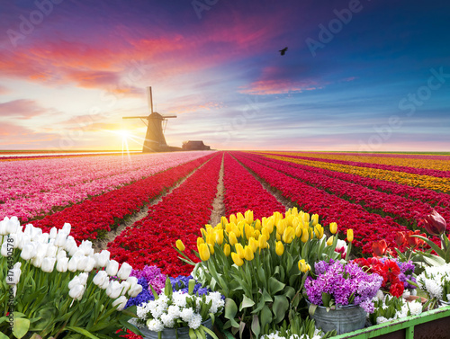tradycyjne-holenderskie-holenderskie-holenderskie-dekoracje-z-jednym-typowym-wiatrakiem-i-tulipanami-krajobrazy-holandii