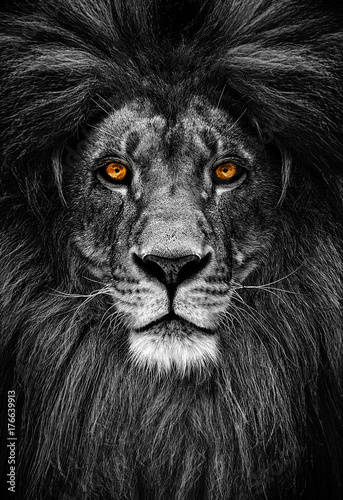 Obraz Fotograficzny Portrait of a Beautiful lion, lion in dark