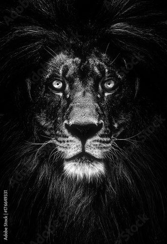 Obraz na płótnie Portrait of a Beautiful lion, lion in dark