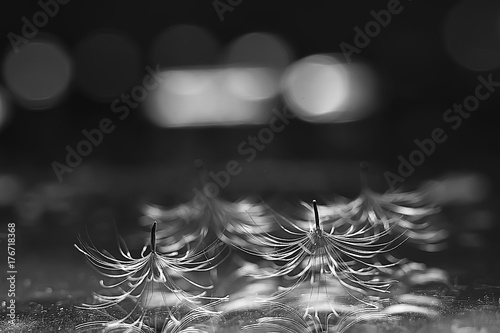 Obraz Fotograficzny dandelion seeds black background concept lightness