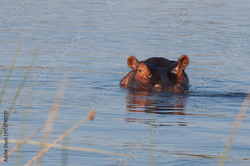 Obraz Fotograficzny Hippopotamus in the Okavango river 