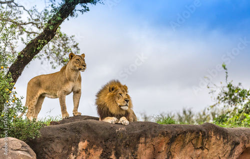 Obraz na płótnie male and female lion