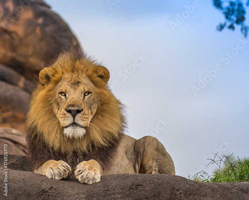 Obraz na płótnie male lion 