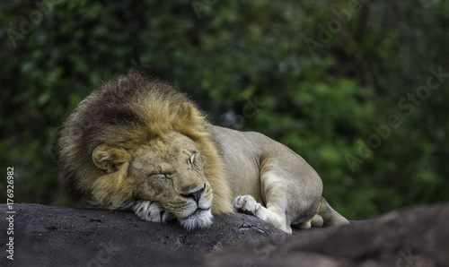 Obraz na płótnie sleeping male lion