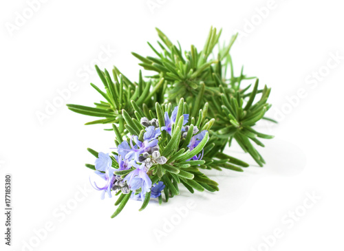 Blossoming rosemary plant branch isolated on white background © janaph
