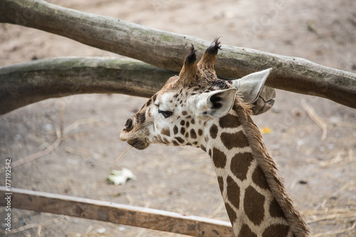 Obraz Fotograficzny girafe