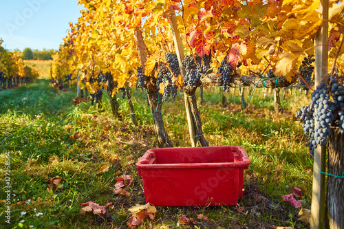 Grapes on Vine before harvesting