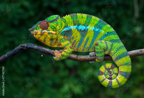 pantera-camaleon-furcifer-pardalis-ambilobe-2-anos-endemico-de-madagascar