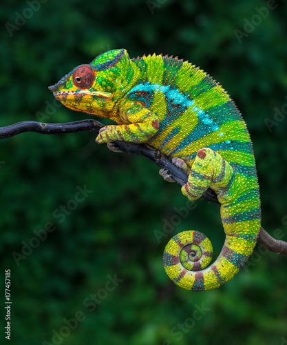 pantera-camaleon-furcifer-pardalis-ambilobe-2-anos-endemico-de-madagascar
