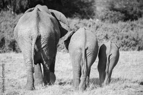 Obraz na płótnie family of elephants in Masai Mara Kenya
