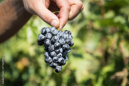 A man shows grapes in a vineyard at sunny day.