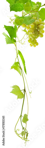  vigne et grappe de raisin blanc, fond blanc