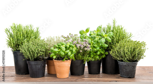 Fresh herbs isolated white background Basil rosemary thyme