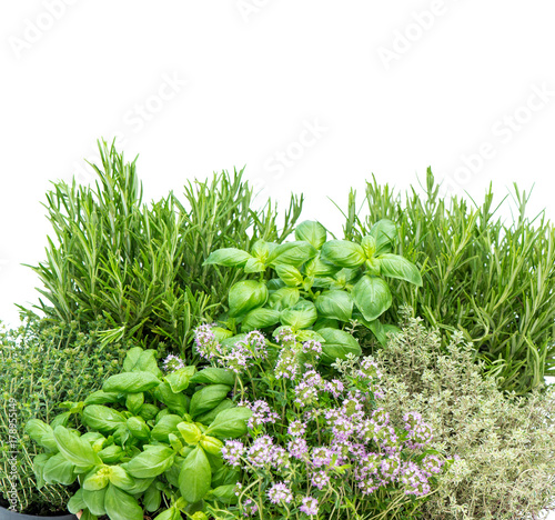Fresh herbs white background Food ingredients