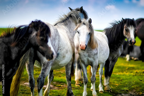 Obraz Fotograficzny Horses