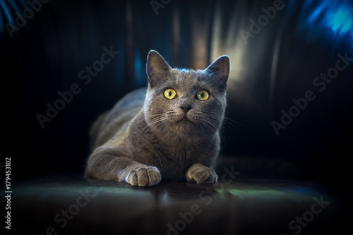 Obraz na płótnie Un chat gris de face,regardant en haut couché sur un fauteuil sur un fond noir et des reflets bleus