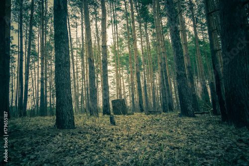 pine-forest-spring-morning-retro
