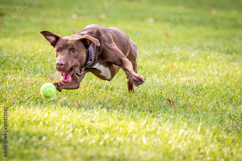 Brown dog chasing ball  buy photos  ap images  detailview Brown dog chasing ball  buy photos  ap images  detailview