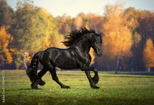 Obraz na płótnie Big black horse runs in the forest background