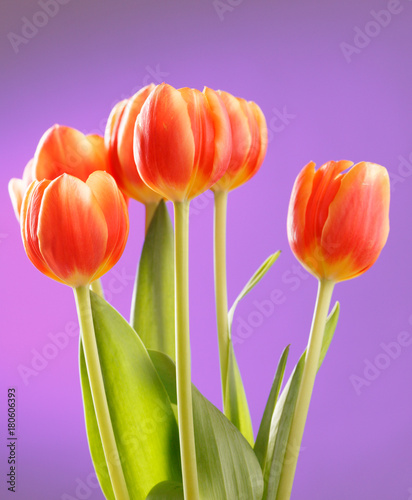 czerwoni-tulipany-na-lilym-tle