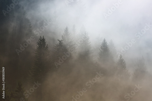 pieknego-ranku-mglisty-conifer-lasu-krajobraz-obrazek