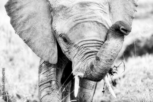 Obraz na płótnie Elephant portrait in black and white