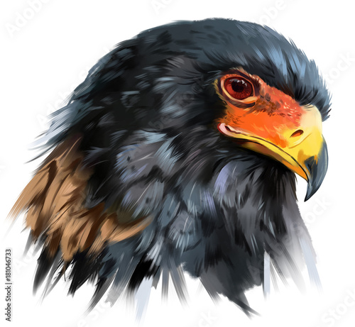 aquarelle-aigle-bouffon