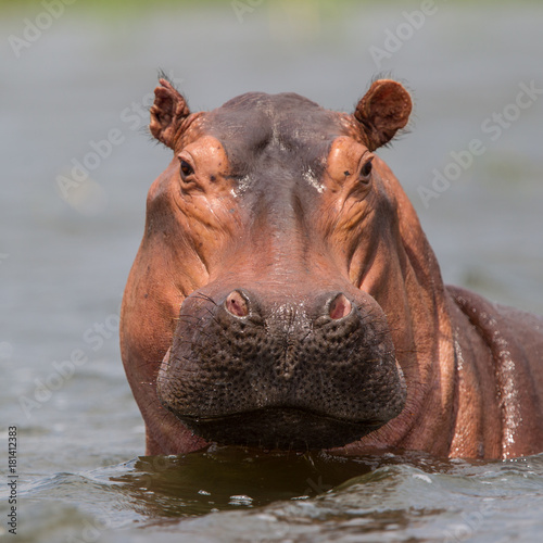 ouganda-hippopotame-dans-l-39-eau