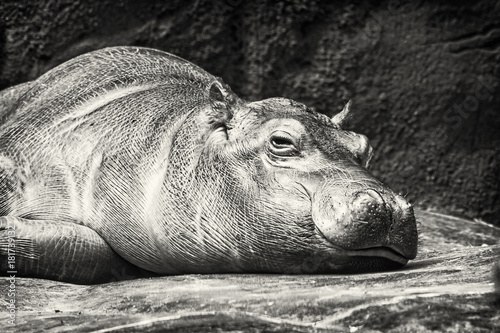 Obraz Fotograficzny Hippo - Hippopotamus amphibius resting near the water, colorless