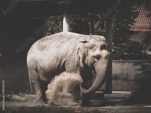 Obraz na płótnie Elefant I
