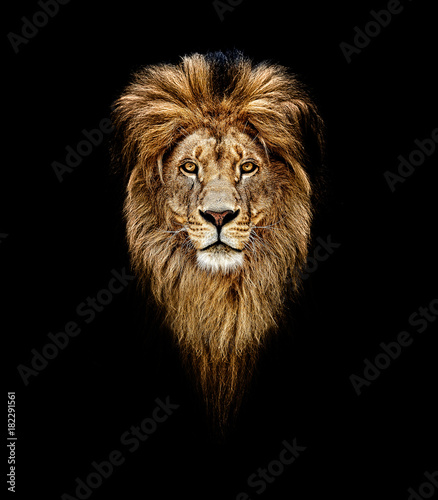 Obraz na płótnie Portrait of a Beautiful lion, lion in dark. Portrait of a leader. king