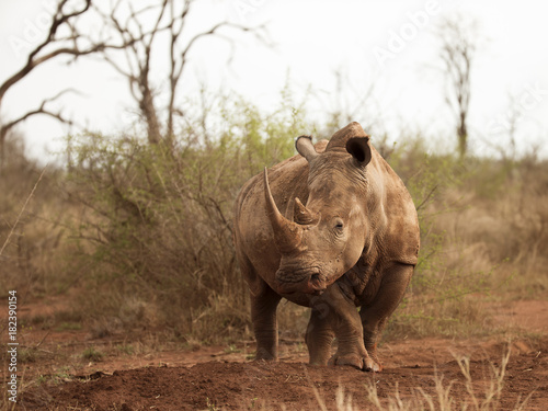 Obraz na płótnie Female Southern White Rhino in Hlane RNP, Swaziland, Africa