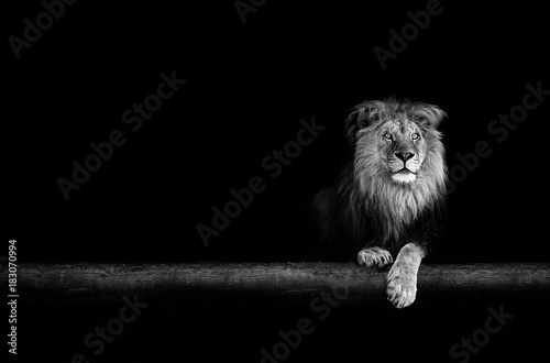 Obraz Fotograficzny Lion Portrait in the dark