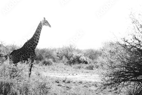 Obraz na płótnie girafe