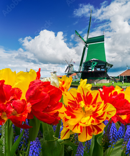 tradycyjne-drewniane-holenderskie-wiatraki-zaanse-schans-i-kwitnace-tulipany-holandia