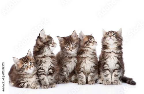 duza-grupa-malych-kotow-maine-coon-patrzac-w-gore-odizolowywajacy-na-bialym-tle
