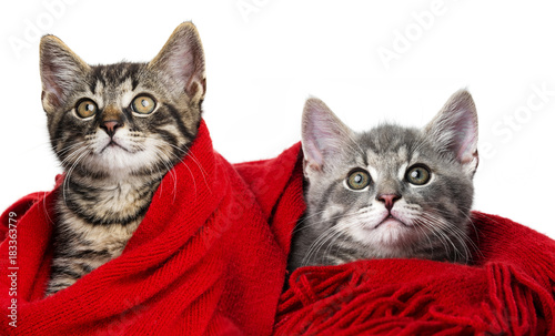 Obraz na płótnie cute kittens with a red scarf on white