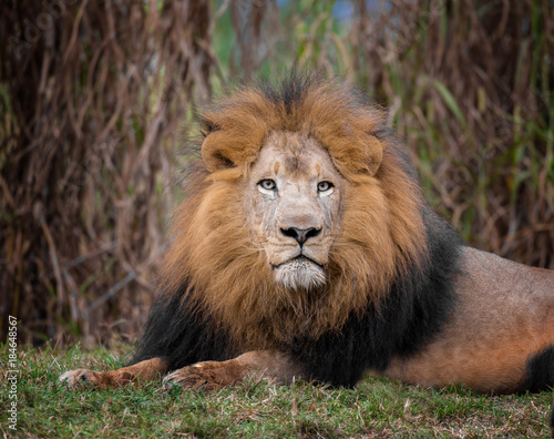Obraz na płótnie adult male lion