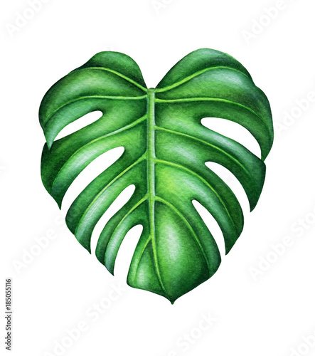 grunes-blatt-von-monstera-deliciosa-tropische-pflanze-handgemalte-aquarellillustration-lokalisiert-auf-w