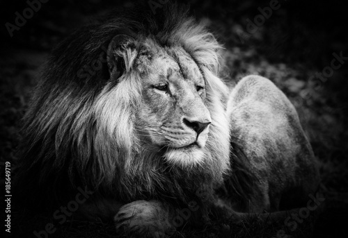 Obraz Fotograficzny Portrait of huge beautiful male African lion against black background, in the ZOO,BLACK WHITE