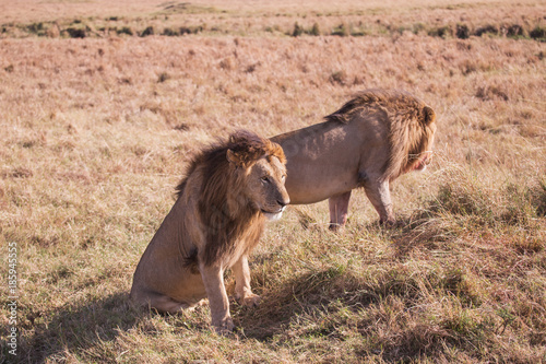 Obraz na płótnie Lions brothers masai mara in kenya africa
