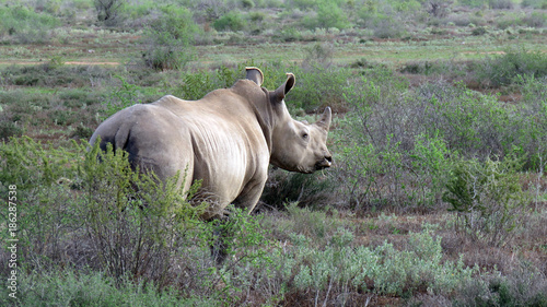 Obraz na płótnie rhino