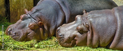 Obraz na płótnie Couple of hippos having a rest