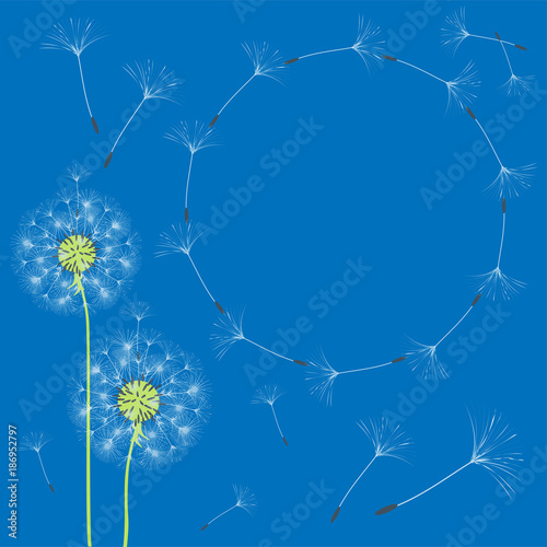 Obraz Fotograficzny Abstract frame of a dandelion for design.