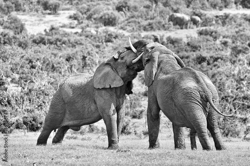 Obraz na płótnie Two male African elephants fighting, South Africa. Monochrome