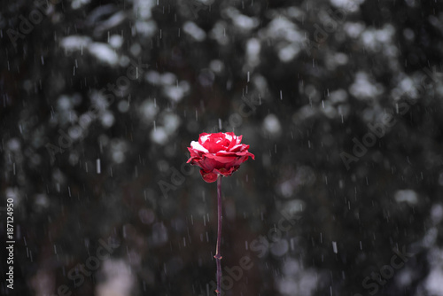 Red flower in snowing in winter garden.