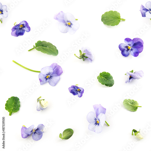 wzor-fioletowy-niebieski-pansy-wiosennych-kwiatow-i-lisci-na-bialym-tle-kwiatowy-wzor-kolazu