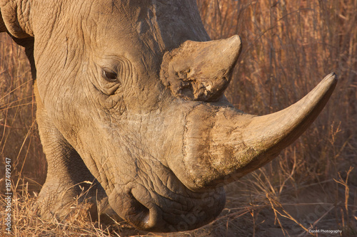 Obraz na płótnie Close meeting with Rhino