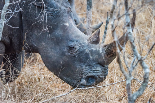 Obraz na płótnie White Rhino grazing in bush