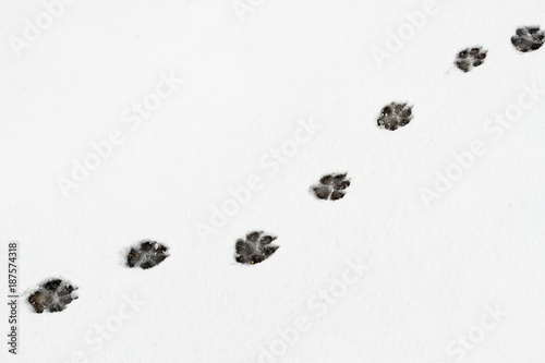 Pisadas, huellas de perro pastor alemán en la nieve.